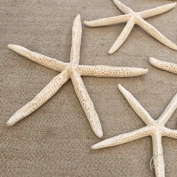 Natural starfish Christmas ornaments. All perfect ready for your coastal tree - Picture 2 of 8
